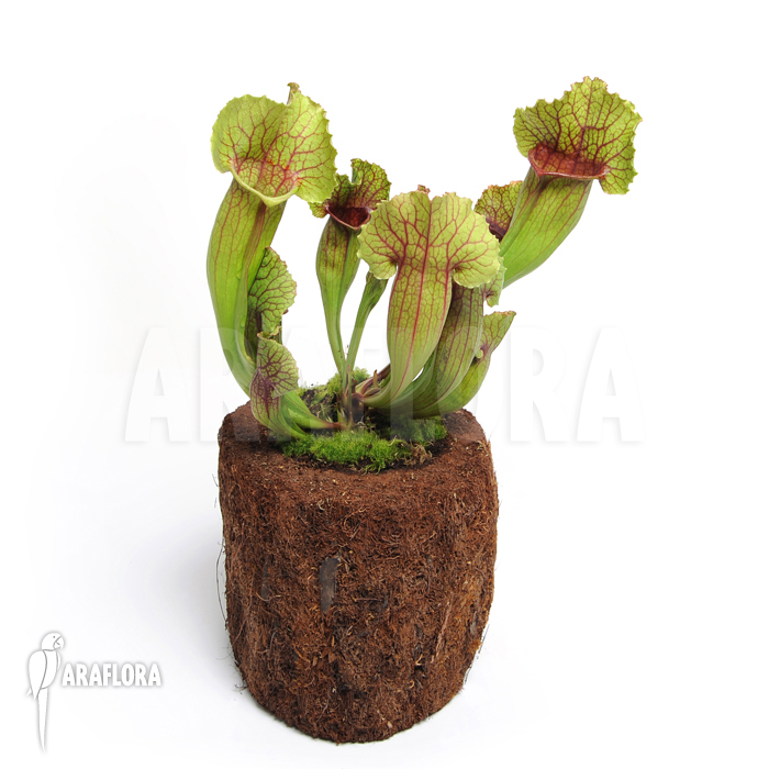 Sarracenia x leucophylla x mitchelliana ‚L‘