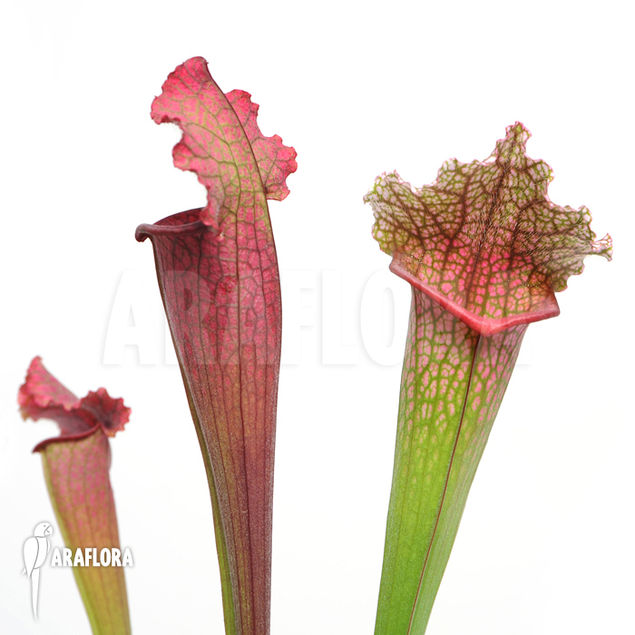 Sarracenia x ‚juthatip Soper‘ ‚XL‘