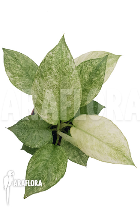 Schismatoglottis longispatha variegata