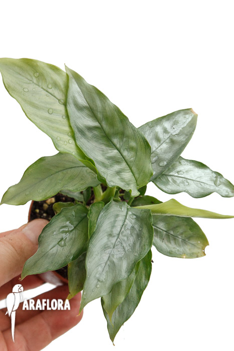 Schismatoglottis sp. Platinum