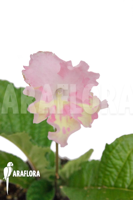 Streptocarpus hybrid Yellow-pink