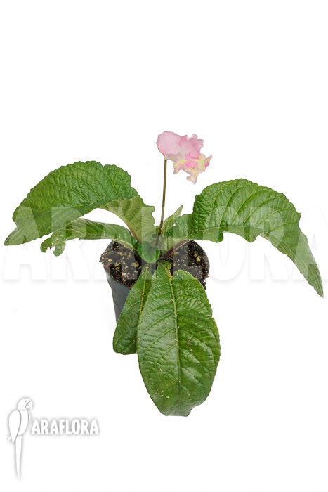 Streptocarpus hybrid Yellow-pink