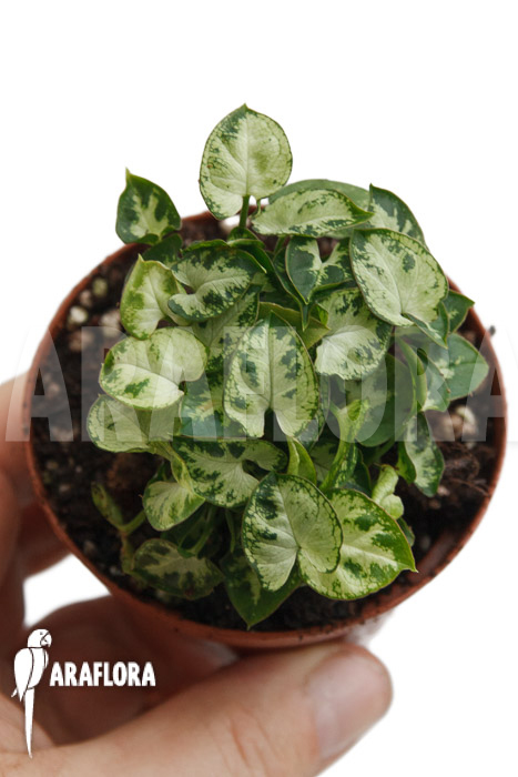 Syngonium Mini ‚M‘