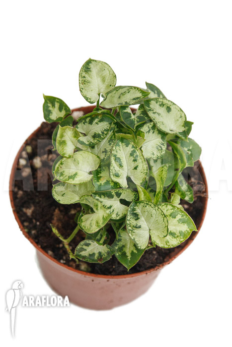 Syngonium Mini ‚M‘