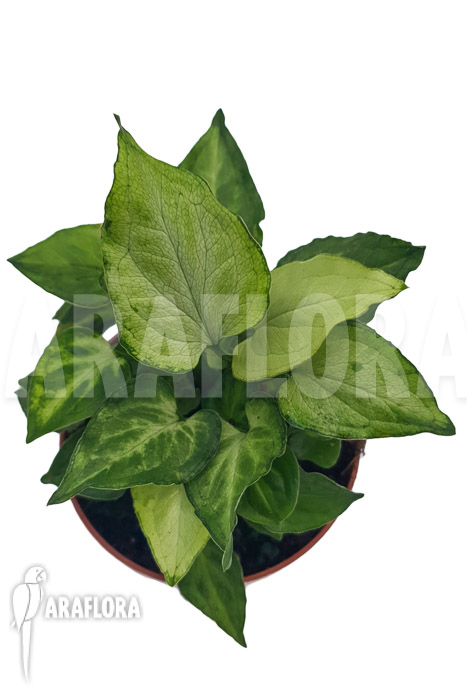 Syngonium ‚Mouse ears‘