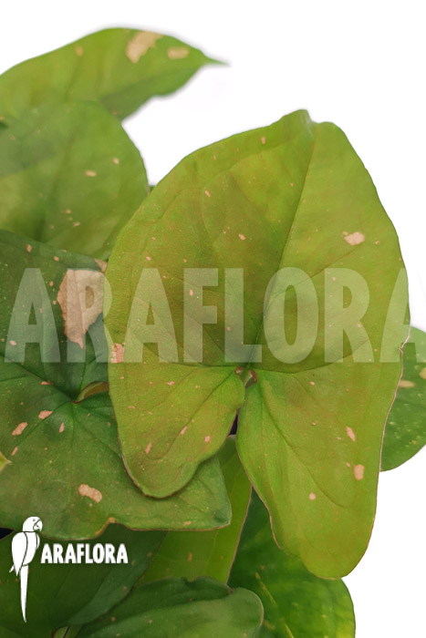 Syngonium ‚Pink splash‘