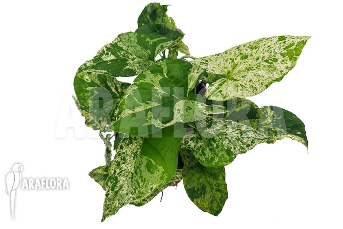 Syngonium ‚mottled mojito‘