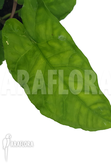 Syngonium steyermarkii