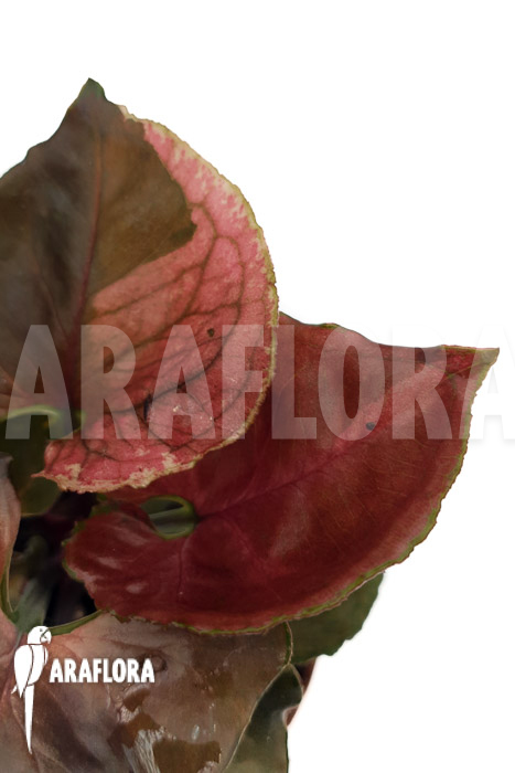 Syngonium ‚Strawberry Ice‘