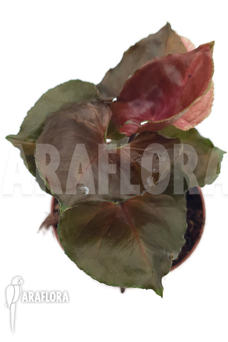 Syngonium ‚Strawberry Ice‘