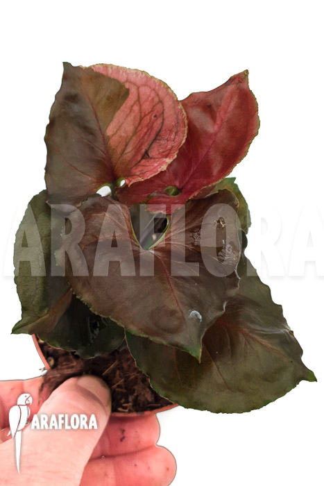 Syngonium ‚Strawberry Ice‘