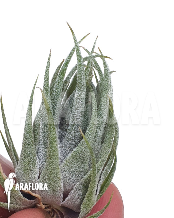 Tillandsia kautskyi ‚M‘