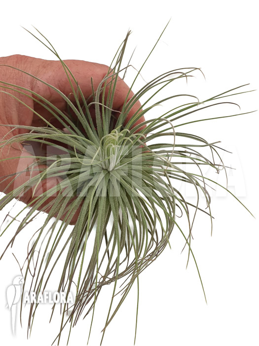 Tillandsia latifolia