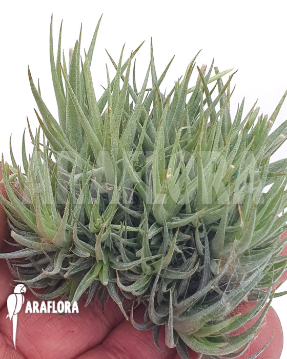 Tillandsia loliacea clumb
