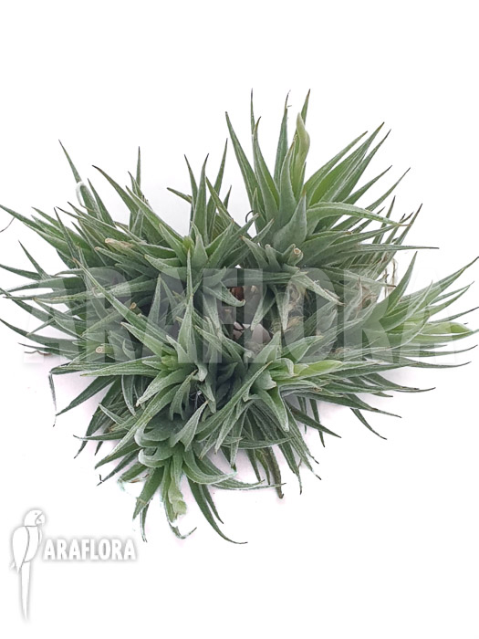 Tillandsia loliacea clumb