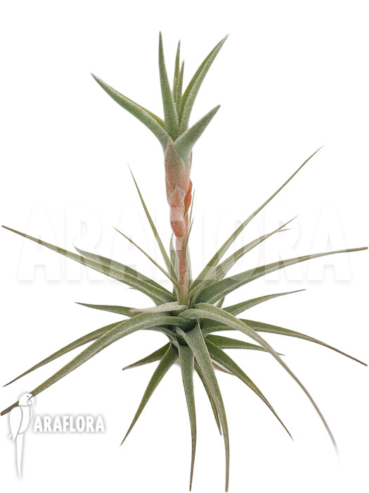 Tillandsia murorum