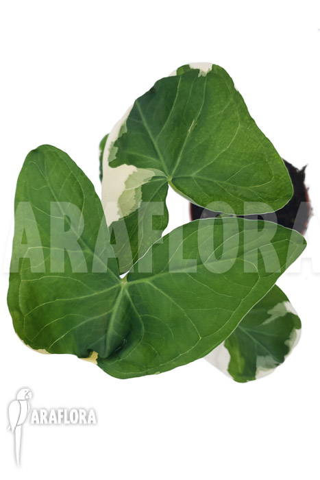 Xanthosoma albo marginata ‚Mickey Mouse‘