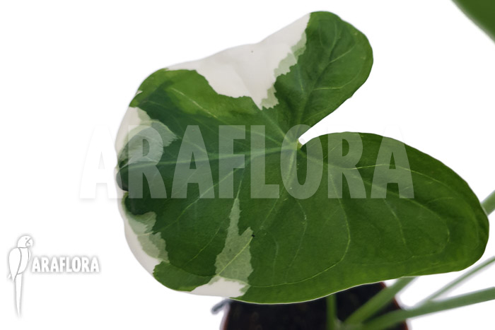 Xanthosoma albo marginata ‚Mickey Mouse‘