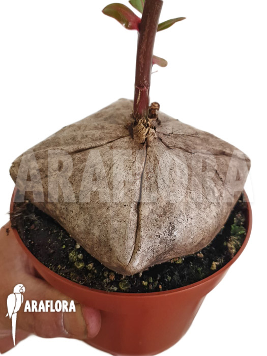 Barringtonia asiatica