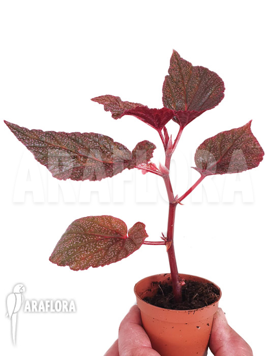 Begonia x ‚U062‘