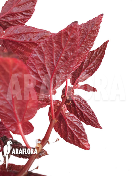 Begonia x ‚U062‘