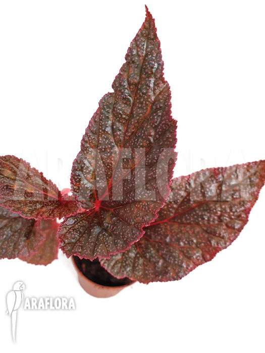 Begonia x ‚U062‘