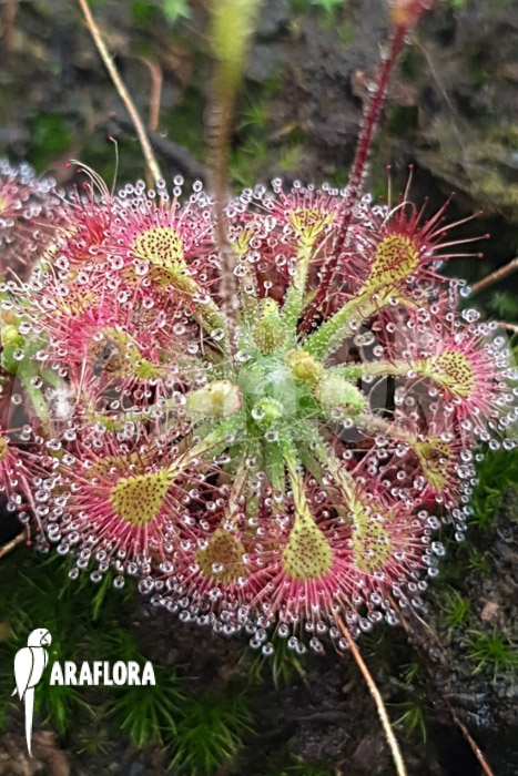 Drosera leucostigma