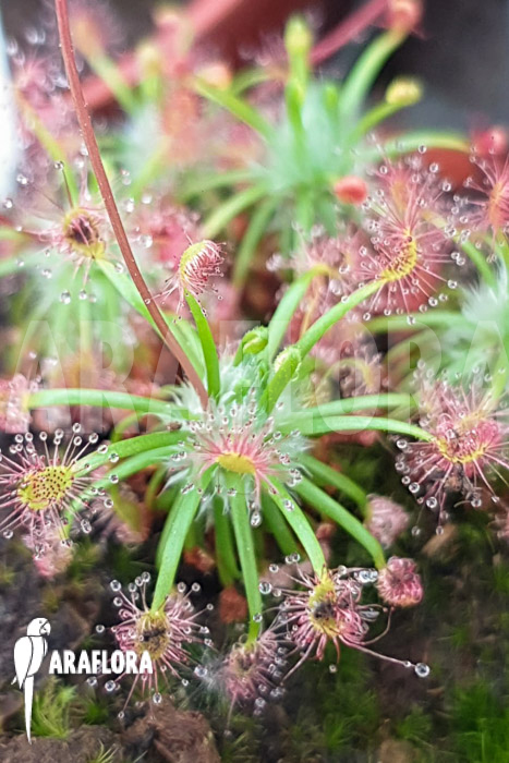 Drosera palacea (true type)