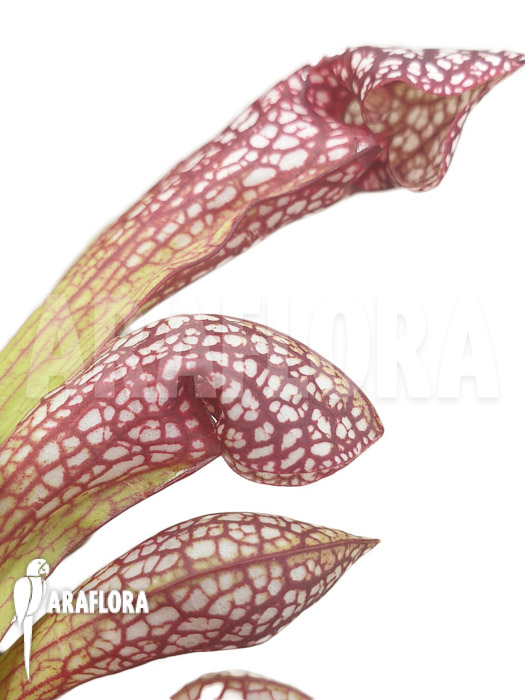 Sarracenia x Scarlett Bell