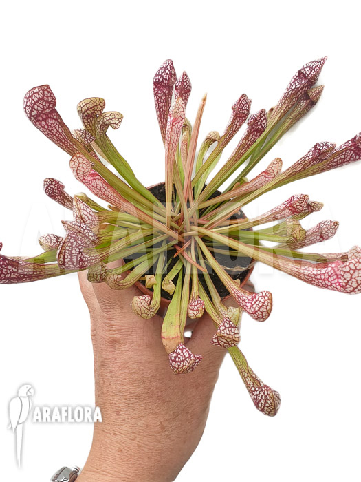 Sarracenia x Scarlett Bell