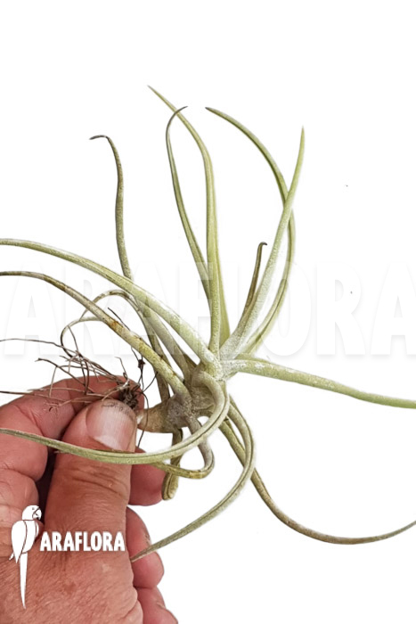 Tillandsia duratii ‚M‘