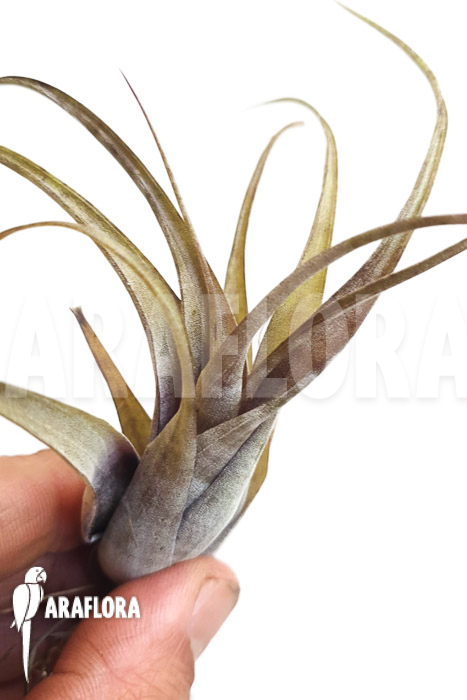 Tillandsia flexuosa Suriname ‚S‘