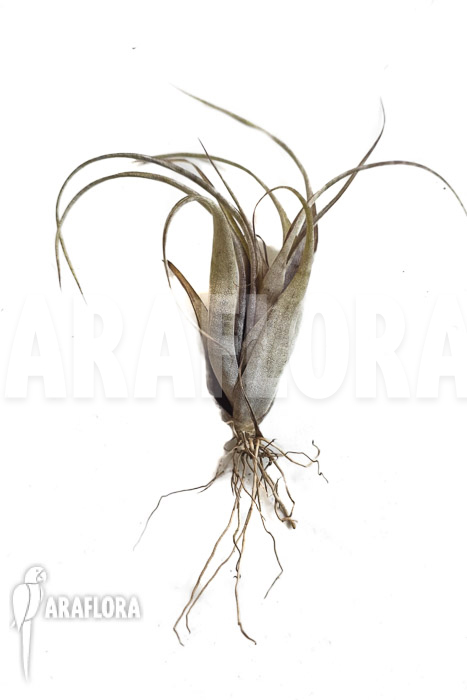 Tillandsia flexuosa Suriname ‚S‘