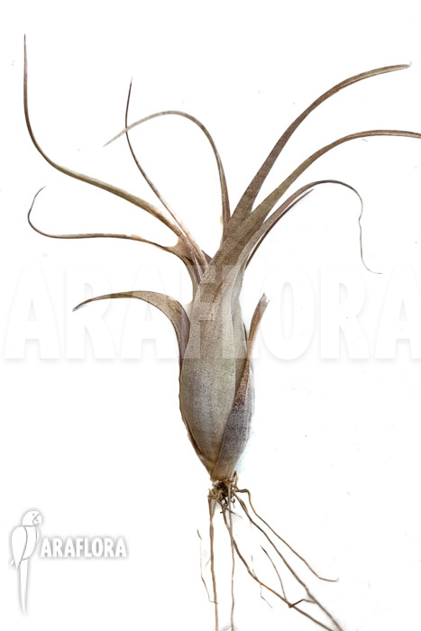 Tillandsia flexuosa Suriname ‚S‘