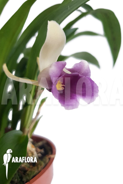 Warczewiczella discolor