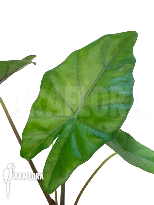 Alocasia ‚Sumo‘