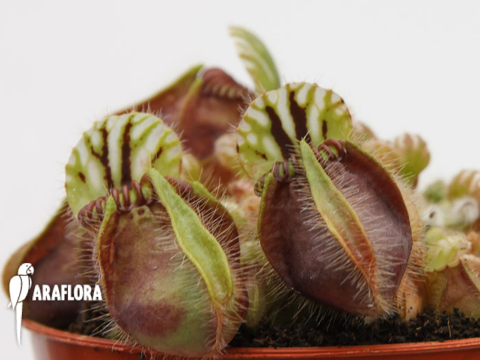 Cephalotus follicularis