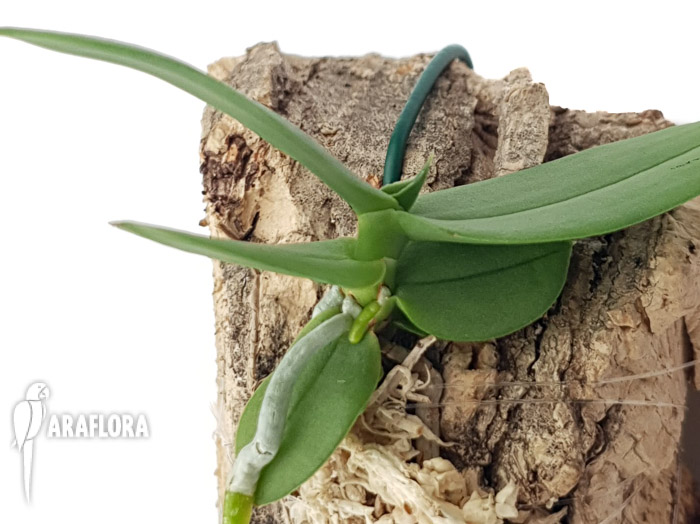 Chamaeangis vesicata ‚Rwanda‘