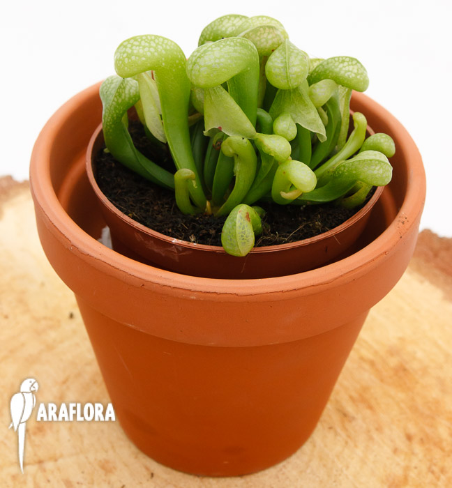 Darlingtonia californica ‚Green‘