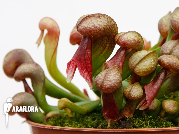 Darlingtonia californica ‚Red‘