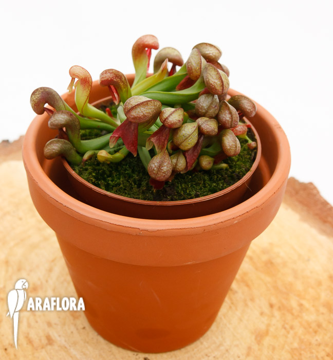 Darlingtonia californica ‚Red‘