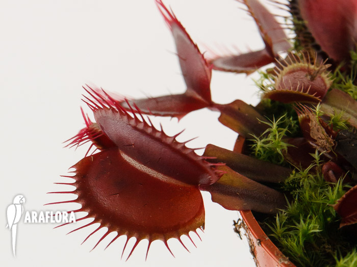 Dionaea muscipula ‚All red‘