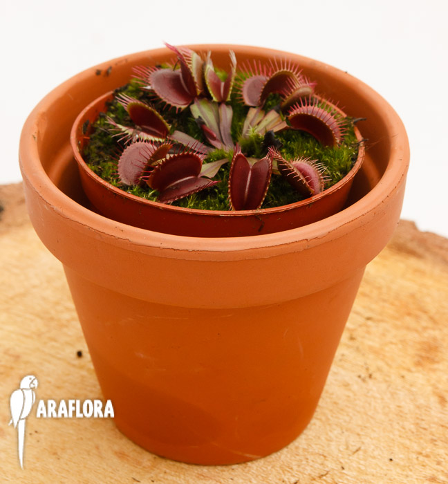 Dionaea muscipula ‚All red‘