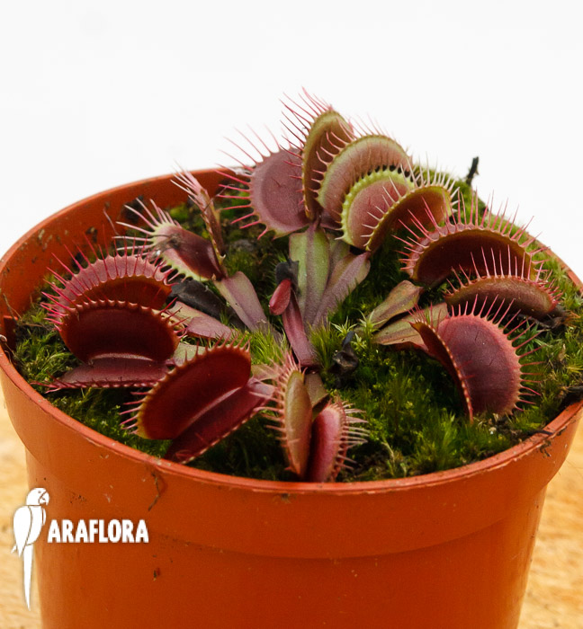 Dionaea muscipula ‚All red‘