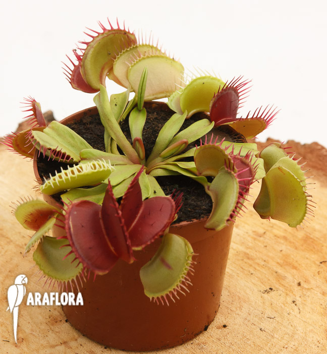Dionaea muscipula