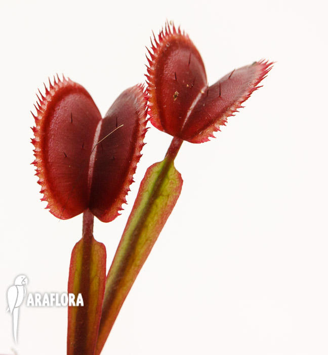 Dionaea muscipula ‚Red Dentist‘