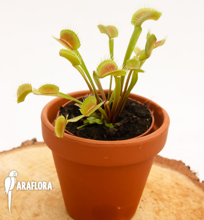 Dionaea muscipula ‚Upright Green-Red‘