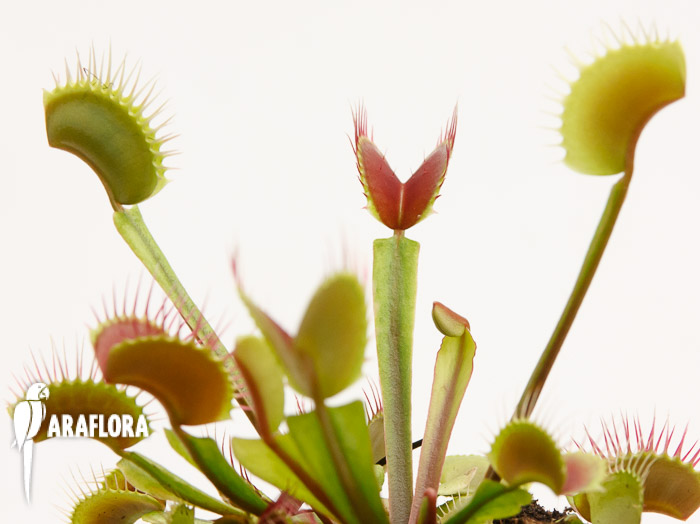 Dionaea muscipula ‚Upright Red‘
