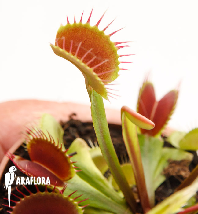 Dionaea muscipula ‚Upright Red‘