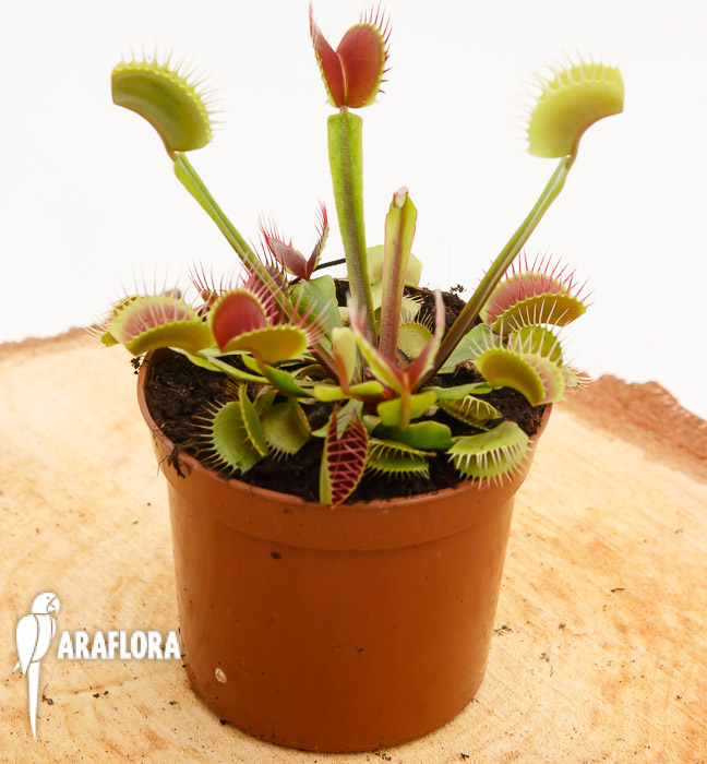 Dionaea muscipula ‚Upright Red‘